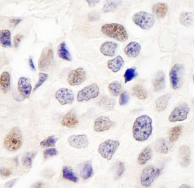 INT7 / INTS7 Antibody (aa850-900)