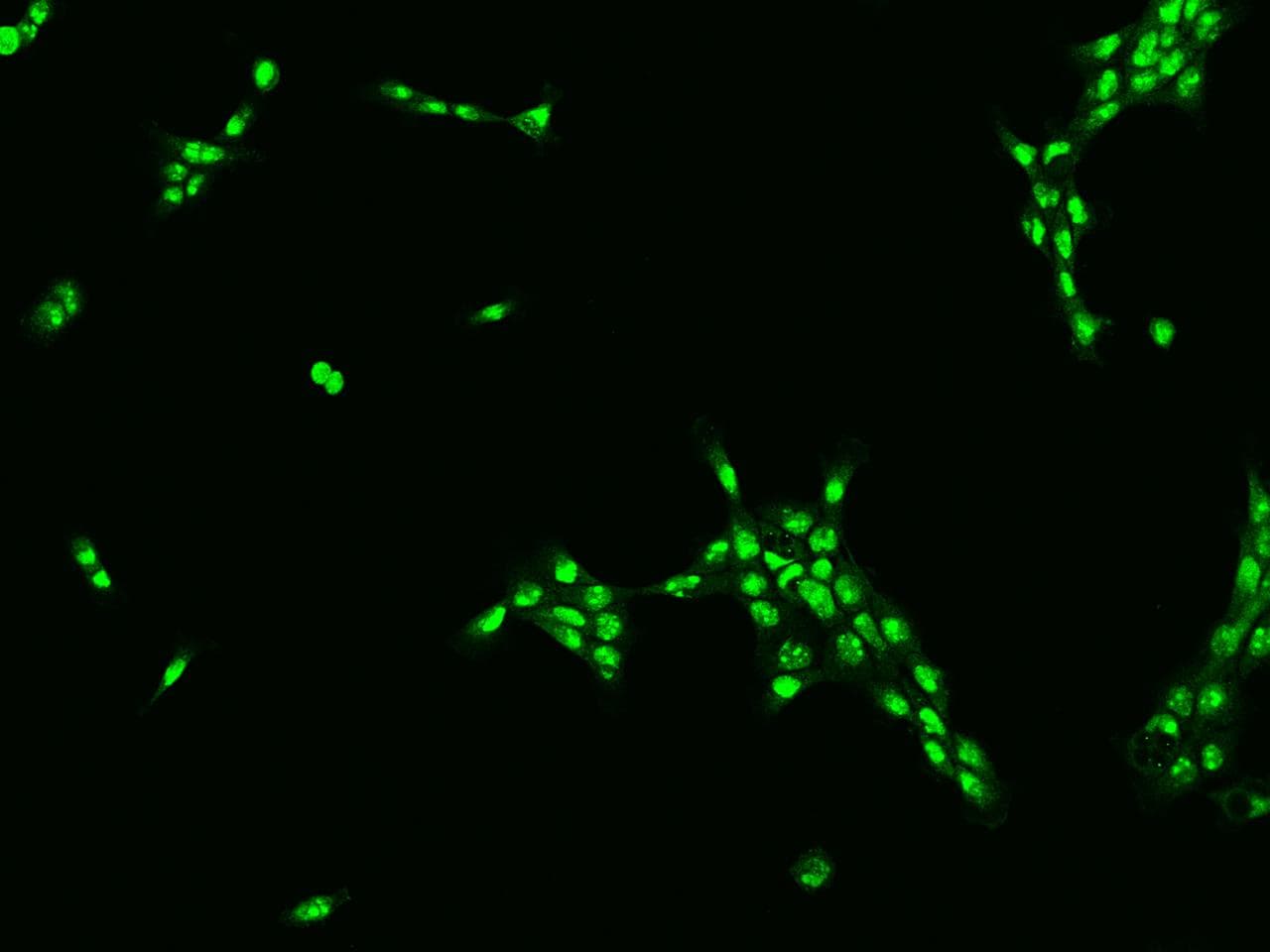 TBL3 Antibody