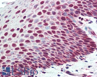 IHC-plus™ XPC Antibody (aa825-875)