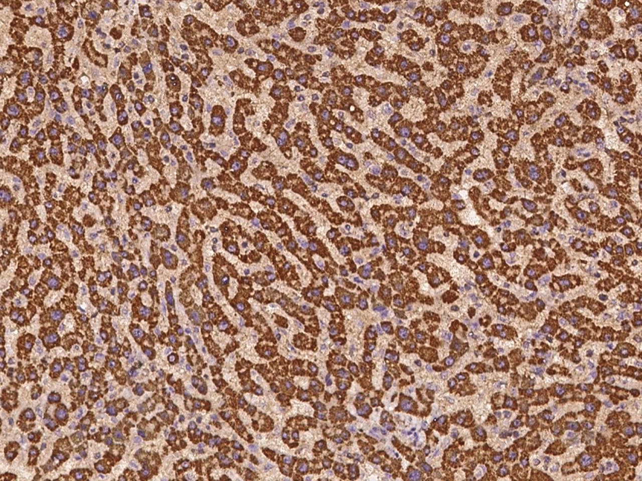 GRPEL1 Antibody