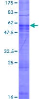 Human OR2T4 Protein (Recombinant GST)