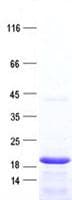 Human CORT / Cortistatin Protein (Recombinant His, N-Terminal)