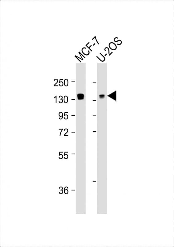 FAM120A Antibody (clone 1501CT803.19.85.5)