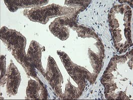 APP / Beta Amyloid Precursor Antibody (clone OTI7B8, Carrier-free)