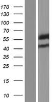Human PRMT3 Protein (Over-Expression Lysate Myc-DDK (Flag))