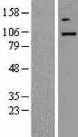 Human NAK / TBK1 Protein (Over-Expression Lysate Myc-DDK (Flag))