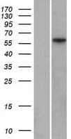 MFRP Protein (Over-Expression Lysate Myc-DDK (Flag))
