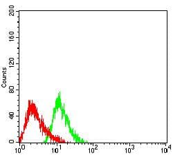 Monoclonal Mouse anti-Human CD275 / B7-H2 / ICOS Ligand Antibody (clone 1G6E1, WB)