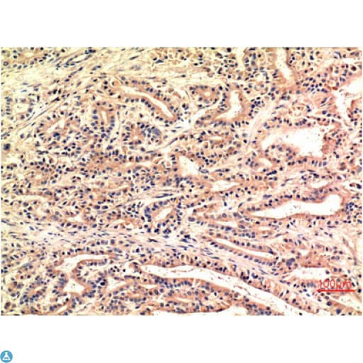 Monoclonal Mouse anti-Human DDIT3 / CHOP Antibody (IHC)