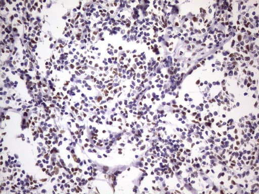 NUDT21 Antibody (aa2-227, clone OTI1B1)
