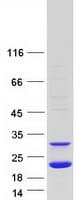 Human PRDX5 / Peroxiredoxin 5 Protein (Recombinant Myc-DDK (Flag))