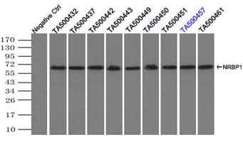 IHC-plus™ NRBP1 / NRBP Antibody (clone 2C8)