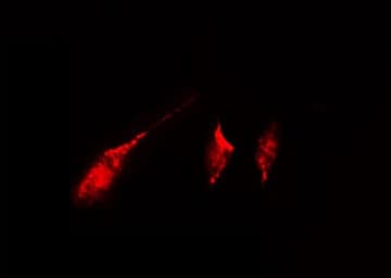 KIF20B Antibody