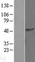 C16orf70 / LIN10 Protein (Over-Expression Lysate Myc-DDK (Flag))