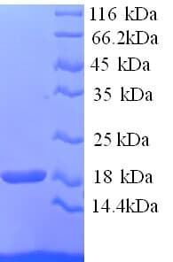 Mouse HBA1+2 / Hemoglobin Alpha Protein (Recombinant His)