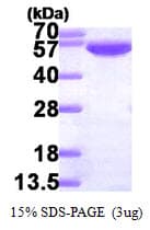 Human GPI Protein (Recombinant His)
