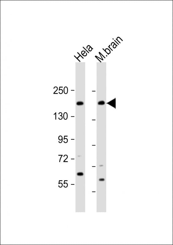 Polyclonal Rabbit anti-Human NISCH Antibody (N-Terminus, WB)