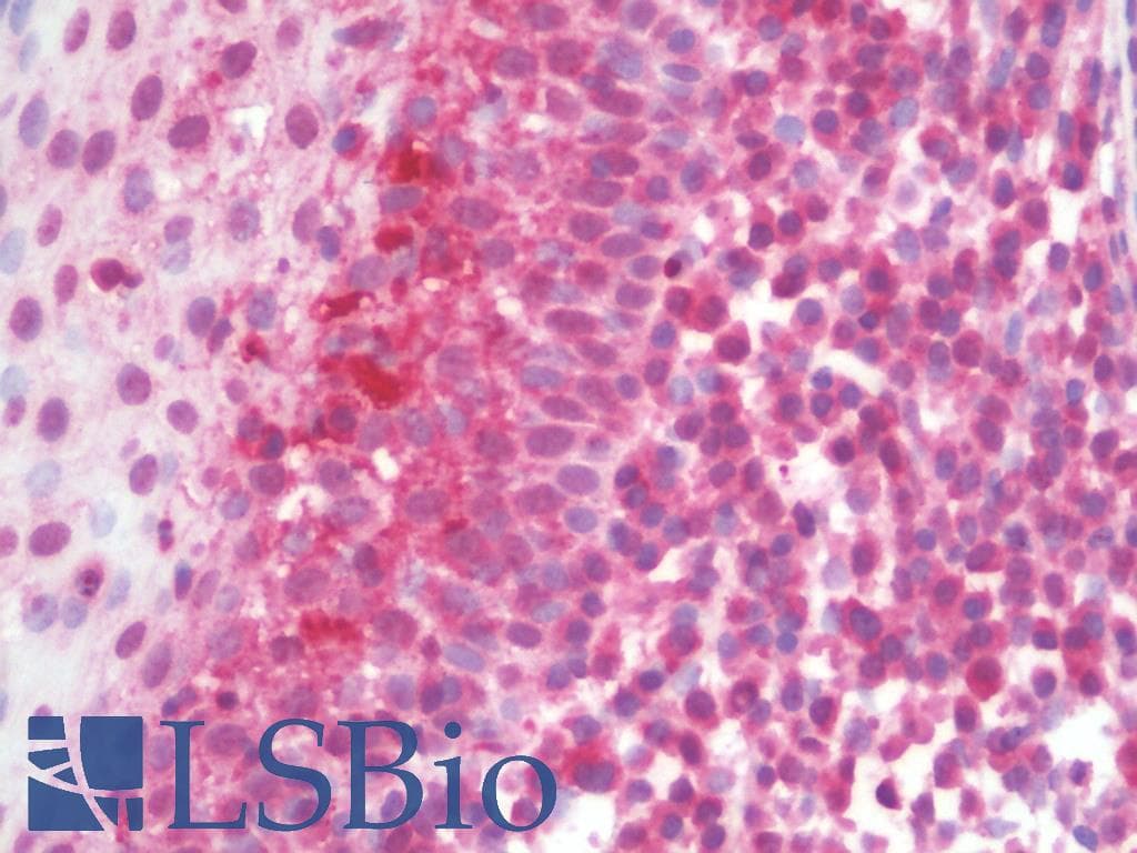 IHC-plus™ TLR10 Antibody
