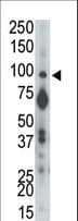 PTPRA / RPTP-Alpha Antibody (aa89-120)