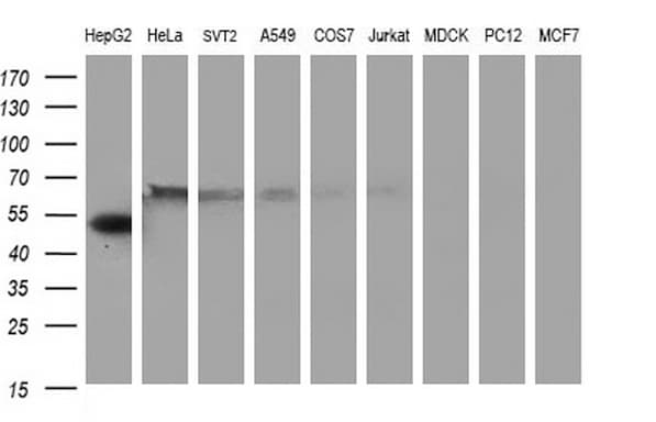 FGG / Fibrinogen Gamma Antibody (clone OTI2D2)