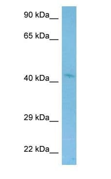 Polyclonal Rabbit anti-Mouse WNT2 / IRP Antibody (aa236-285, WB)