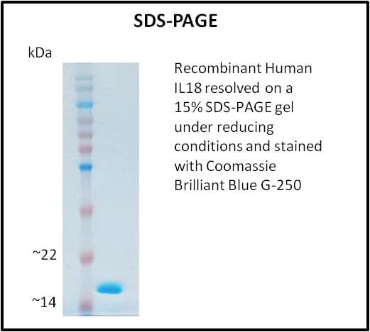 Human IL18 Protein (Recombinant)