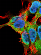 Monoclonal Mouse anti-Human FGF13 Antibody (clone S235-22, IF, WB)