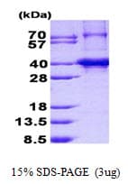 Human TNRC5 / CNPY3 Protein (Recombinant His)