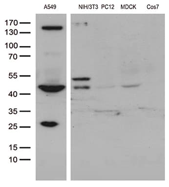 UBA3 / UBE1C Antibody (aa1-463, clone OTI1B10)