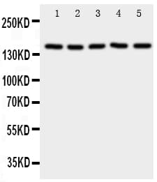 RFC1 / RFC Antibody (aa46-64)
