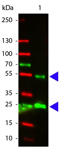 Rabbit Anti-Goat IgG Secondary Antibody (Atto 532)