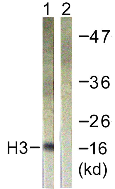 Histone H3 Antibody (aa16-65)