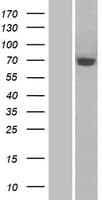 SEMA3A / Semaphorin 3A Protein (Over-Expression Lysate Myc-DDK (Flag))