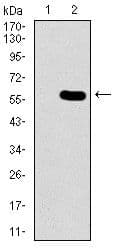 GNL3 / NS / Nucleostemin Antibody (Amino Acid: 1-226, clone 2C8D5)