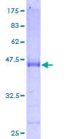 Human ARL14 Protein (Recombinant GST)
