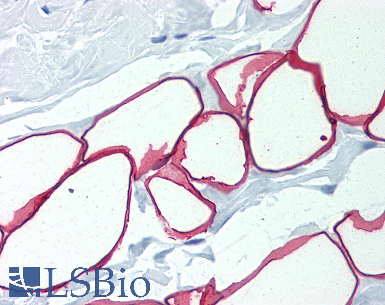 PLIN1 / Perilipin Antibody (C-Terminus, DY650)