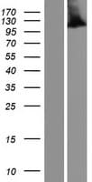 Human NALP3 / NLRP3 Protein (Over-Expression Lysate Myc-DDK (Flag))