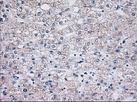 C15orf40 Antibody (clone OTI2B7)