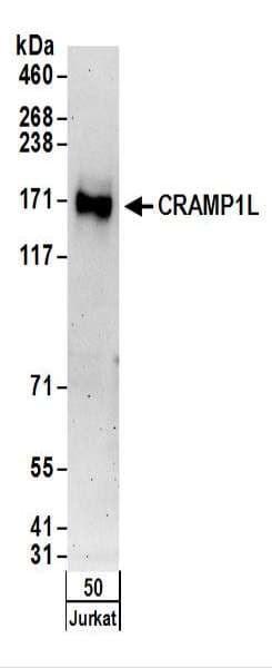 CRAMP1L Antibody (aa1050-1100)