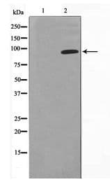 NR3C1/Glucocorticoid Receptor Antibody