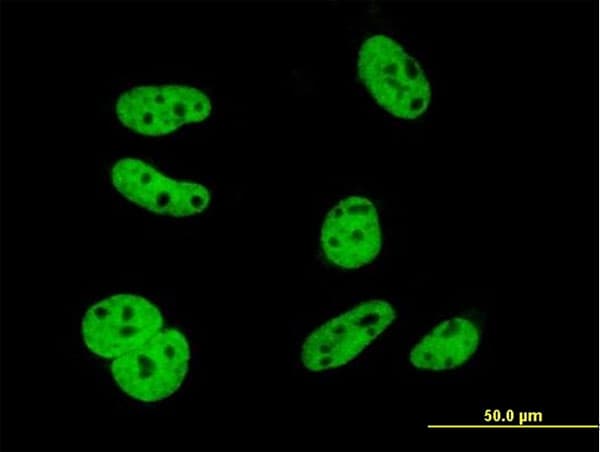 IHC-plus™ Monoclonal Mouse anti-Human ELAVL1 / HUR Antibody (clone 4G8, IHC, IF, WB)