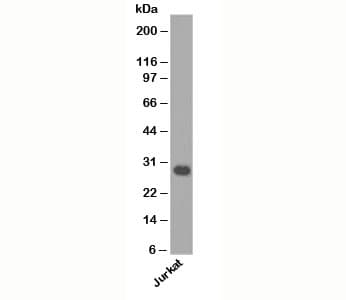 BCL2L1 / BCL-XL Antibody (clone BX006, Azide-free, BSA-free)