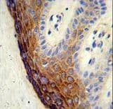 ECE-1 Antibody (aa528-556)