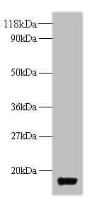 Thioredoxin-1 Antibody