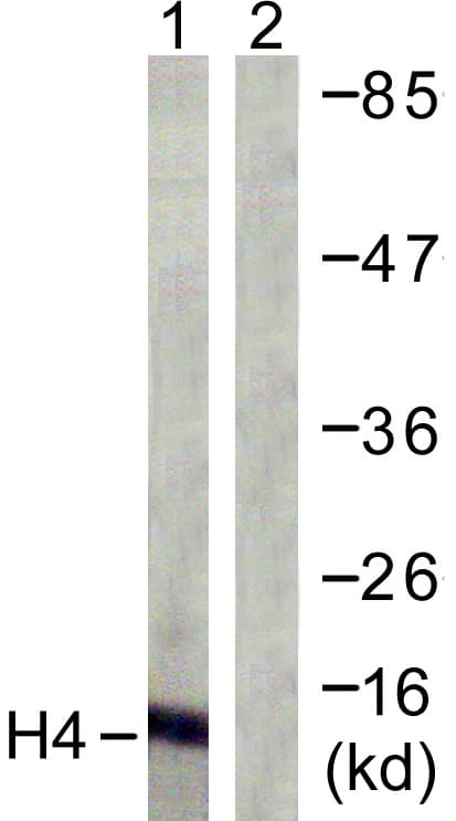 IHC-plus™ Polyclonal Rabbit anti-Human Histone H4 Antibody (aa10-59, IHC, IF, WB)