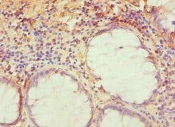 TRAF3IP2 / ACT1 Antibody (aa1-300)