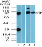 IHC-plus™ DCAF6 / NRIP Antibody (aa800-850)