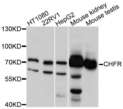 Polyclonal Rabbit anti-Human CHFR Antibody (WB)