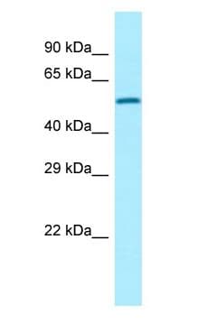 TAGAP Antibody (C-Terminus)