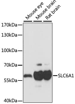 SLC6A1 / GAT-1 Antibody